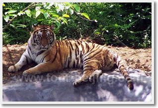 Daxing Wildlife Park Day Trip